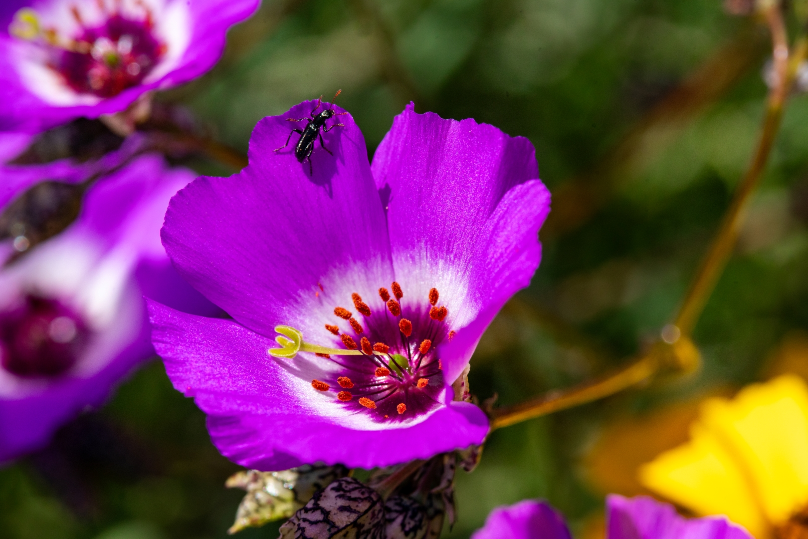 Galería imagen 2 - Gran Terra Elqui