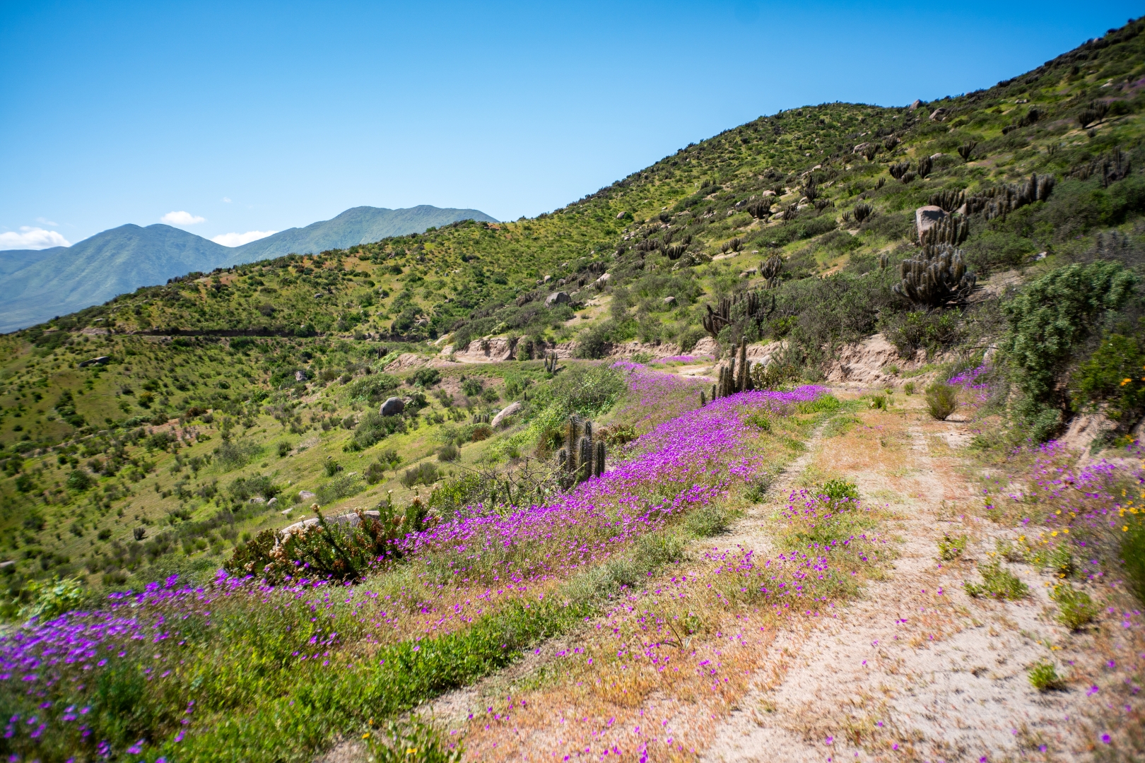 Galería imagen 4 - Gran Terra Elqui